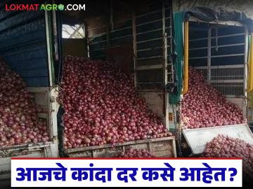 Kanda Market : बांग्लादेशच्या निर्णयानंतर 8 डिसेंबरला कांद्याला काय दर मिळाले, वाचा सविस्तर - Marathi News | latest News kanda market what was the price of onion on December 8 after Bangladesh's import decision | Latest News at Lokmat.com Kanda Market : बांग्लादेशच्या निर्णयानंतर 8 डिसेंबरला कांद्याला काय दर मिळाले, वाचा सविस्तर - Marathi News | latest News kanda market what was the price of onion on December 8 after Bangladesh's import decision | Latest News at Lokmat.com