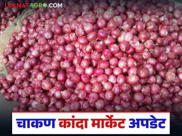 Kanda Market : मागील आठवड्याच्या तुलनेत कांद्याची आवक वाढली; वाचा काय मिळतोय दर? - Marathi News | Kanda Market : Onion arrivals have increased compared to last week; Read what is the price being obtained? | Latest News at Lokmat.com