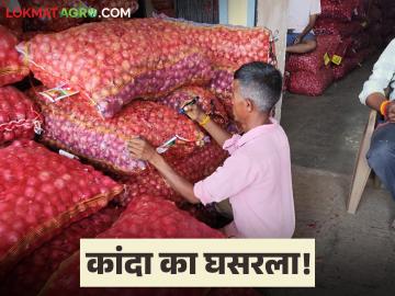 कांद्याचे दर कोसळून 50 पैसे प्रति किलोवर, दर घसरण्याची कारणे काय आहेत? वाचा सविस्तर  - Marathi News | Latest News Onion prices have fallen to 50 paise per kg, see reasons for the price drop Read in detail | Latest News at Lokmat.com