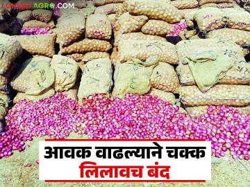 एकाच दिवसांत तब्बल ९३ हजार कांदा गोण्यांची पारनेर बाजारात आवक; वाचा काय मिळाला दर? - Marathi News | As many as 93 thousand onion sacks arrived at Parner market in a single day; Read what was the price? | Latest News at Lokmat.com