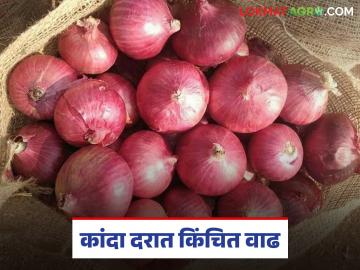 पारनेर बाजार समितीत कांद्याच्या भावात किंचित वाढ; वाचा नंबर १ कांद्याला काय मिळाला दर? - Marathi News | Onion prices slightly increased in Parner Market Committee; Read what price did number 1 onion get? | Latest News at Lokmat.com