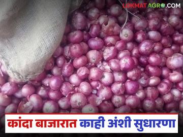 Kanda Market : राहाता बाजार समितीत कांदा दर वधारले; वाचा काय मिळतोय दर? - Marathi News | Kanda Market : Onion prices have increased in Rahat Market; Read what is the price being offered? | Latest News at Lokmat.com
