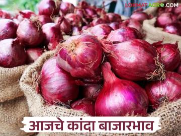 सर्वाधिक आवक असलेल्या सोलापूरच्या लाल तर कळवणच्या उन्हाळ कांद्याला काय मिळतोय दर? वाचा आजचे कांदा बाजारभाव - Marathi News | What is the price of red onion from Solapur, which has the highest arrivals, and summer onion from Kalvan? Read today's onion market price | Latest News at Lokmat.com
