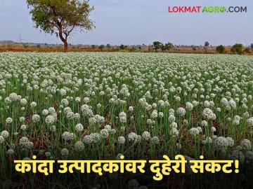 Kanda Market : कांदा उत्पादक दुहेरी संकटात; भाव पडले, बीजोत्पादन धोक्यात - Marathi News | latest news Kanda Market: Onion producers in double crisis; Prices fall, seed production in danger | Latest News at Lokmat.com Kanda Market : कांदा उत्पादक दुहेरी संकटात; भाव पडले, बीजोत्पादन धोक्यात - Marathi News | latest news Kanda Market: Onion producers in double crisis; Prices fall, seed production in danger | Latest News at Lokmat.com