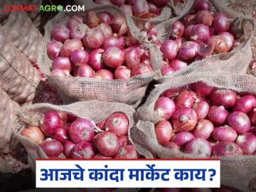 Kanda Market : चाकण बाजार समितीत कांद्याच्या दरात सुधारणा; नंबर एक कांद्याला कसा मिळाला भाव? - Marathi News | Kanda Market : Onion price revised in Chakan Market Committee; How did onion get the number one price? | Latest News at Lokmat.com
