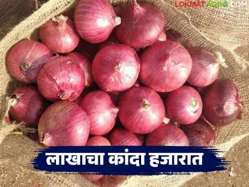 Kanda Market : लाखात उत्पादन घेणाऱ्या शेतकऱ्यांच्या हातात यंदा हजारात पैसे; कांदा दरात मोठी घसरण - Marathi News | Kanda Market : Farmers who used to buy produce worth lakhs now get money worth thousands; Big drop in onion prices | Latest News at Lokmat.com