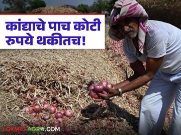 नाफेडचे कांदा खरेदी प्रकरण, नाशिकच्या 2400 शेतकऱ्यांचे 5 कोटी रुपयांचं पेमेंट अडकलं! - Marathi News | Latest News Nafed kanda kharedi payment of Rs 5 crore to 2,400 farmers of Nashik stuck | Latest News at Lokmat.com