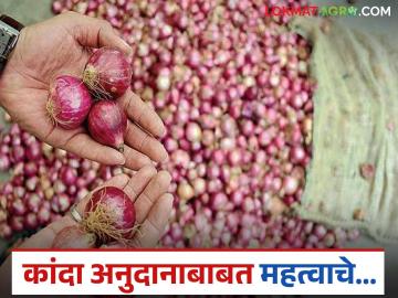 Kanda Anudan : कांदा अनुदानाचे जीआर आला, नाशिकसह इतर जिल्ह्यातील पात्र शेतकऱ्यांना किती पैसे आले? - Marathi News | Latest News Kanda anudan Onion subsidy GR Announced, see list of eligible farmers from Nashik and other districts | Latest News at Lokmat.com
