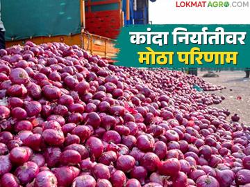 अमेरिका-इराण युद्धामुळे बाजारपेठेवर संमिश्र परिणाम; चांगल्या दर्जाच्या कांद्याला काय मिळतोय भाव? - Marathi News | US-Iran war has mixed effects on the market; What price is good quality onion getting? | Latest News at Lokmat.com अमेरिका-इराण युद्धामुळे बाजारपेठेवर संमिश्र परिणाम; चांगल्या दर्जाच्या कांद्याला काय मिळतोय भाव? - Marathi News | US-Iran war has mixed effects on the market; What price is good quality onion getting? | Latest News at Lokmat.com