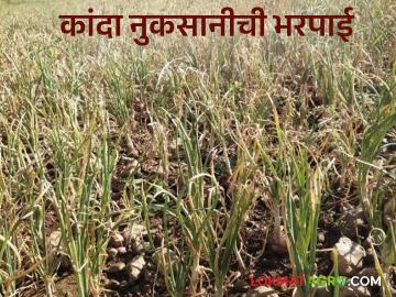 Kanda Bharpai : नुकसानग्रस्त कांद्याला प्रति एकरी 40 हजाराची भरपाई, जाणून घ्या सविस्तर - Marathi News | Latest News Kanda Nuksan Bharpai Compensation to 48 onion farmers affected by damage in nashik | Latest News at Lokmat.com