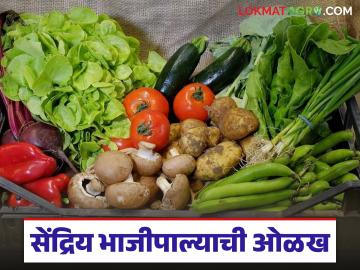 सेंद्रिय भाजीचे अनेक फायदे, खरा सेंद्रिय भाजीपाला ओळखायचा कसा, वाचा सविस्तर  - Marathi News | Latest News Many benefits of organic vegetables, how to identify real organic vegetables, read in detail | Latest farming-ideas News at Lokmat.com