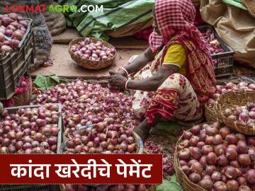 कांदा खरेदीचे 200 कोटींचे थकीत पेमेंट देण्याला लागला मुहूर्त, जाणून घ्या सविस्तर  - Marathi News | Latest News Kanda Kharedi Payment of outstanding payments of 200 crores for onion purchase begins | Latest News at Lokmat.com