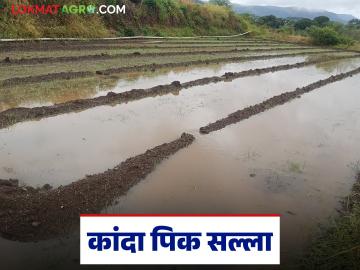 Onion Crop : सततच्या पावसाचा कांदा पिकावर परिणाम, कृषी विज्ञान केंद्राकडून पीक सल्ला  Onion Crop : सततच्या पावसाचा कांदा पिकावर परिणाम, कृषी विज्ञान केंद्राकडून पीक सल्ला