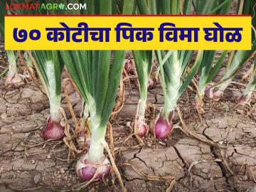 Kanda Pik Vima : राज्यात तब्बल २ लाख कांदा उत्पादक शेतकरी विम्यासाठी ठरले अपात्र - Marathi News | Kanda Pik Vima: As many as 2 lakh onion producing farmers in the state are ineligible for insurance | Latest News at Lokmat.com