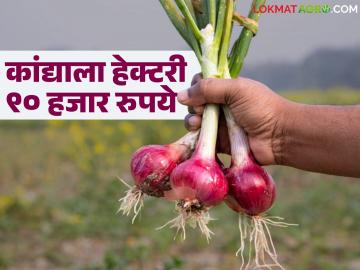 कांदा पिकांचे नुकसान झाल्यास 'या' योजनेतून मिळणार हेक्टरी ९० हजार रुपये नुकसानभरपाई - Marathi News | In case of damage to onion crops, compensation of Rs 90,000 per hectare will be provided through this scheme | Latest News at Lokmat.com