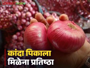 Nashik Onion Issue : कांद्याचे तेच प्रश्न, तीच आंदोलने, दराचा मुद्दा रेंगाळतोय, वाचा सविस्तर  - Marathi News | Nashik Onion Issue Vidhansabha Election 2024 Pending questions on onion rates and export policy remain read in detail | Latest News at Lokmat.com