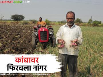 बार्शी तालुक्यातील शेतकऱ्याने तब्बल तीन एकरांतील उभ्या कांदा पिकावर फिरवला नांगर - Marathi News | A farmer from Barshi taluka ploughed over three acres of standing onion crop | Latest News at Lokmat.com