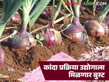 कांदा दरातील चढ-उतारांपासून शेतकऱ्यांना संरक्षण मिळणार; आता प्रक्रिया उद्योगास मिळणार चालना - Marathi News | Farmers will get protection from fluctuations in onion prices; now the processing industry will get a boost | Latest farming-ideas News at Lokmat.com