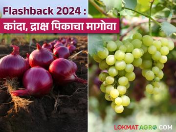 Kanda, Grapes Crops : कांदा अन् द्राक्ष पिकासाठी 2024 हे वर्ष कसे राहिले? जाणून घ्या सविस्तर  - Marathi News | latest News Flashback 2024 Kanda, Grapes Crops How was 2024 for onion and grape crops see details | Latest News at Lokmat.com