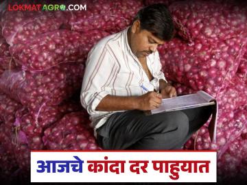 Kanda Market : नाशिक, नागपूर, सोलापूर, पुणे बाजारात कांद्याचे दर काय आहेत? - Marathi News | Latest news kanda market 1 lakh quintals of onion arrived on October 11 see details | Latest News at Lokmat.com