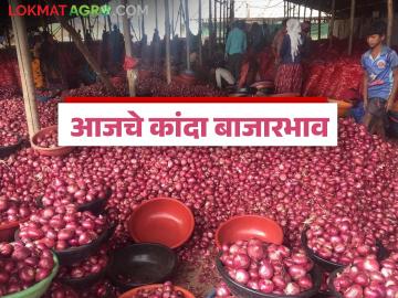 Kanda Market : कांद्याला 'या' जिल्ह्यांत चांगला तर या जिल्ह्यात सर्वात कमी दर मिळतोय, वाचा सविस्तर - Marathi News | Onions are getting the best price in 'this' district, while this district is getting the lowest price, read in detail | Latest News at Lokmat.com Kanda Market : कांद्याला 'या' जिल्ह्यांत चांगला तर या जिल्ह्यात सर्वात कमी दर मिळतोय, वाचा सविस्तर - Marathi News | Onions are getting the best price in 'this' district, while this district is getting the lowest price, read in detail | Latest News at Lokmat.com