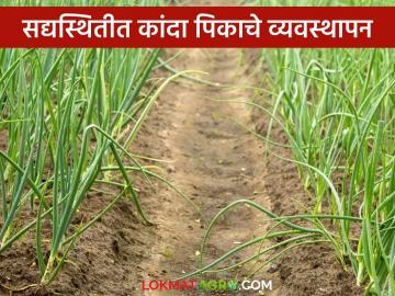 Kanda Crop Management : ढगाळ वातावरणामध्ये कांदा रोपवाटिका व पिकाची घ्यावयाची काळजी, वाचा सविस्तर - Marathi News | Latest News Kanda Crop Management Care to be taken in onion nursery and crop in cloudy weather, read in detail | Latest News at Lokmat.com