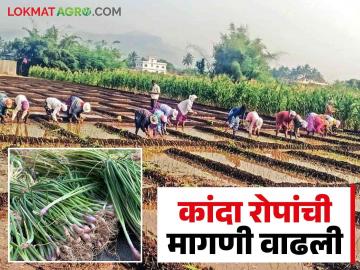 Kanda Lagwad : उन्हाळी कांदा लागवडीची लगबग कांदारोपाला आला सोन्याचा भाव - Marathi News | Kanda Lagwad : Summer onion planting season starting get good price for onion seedlings | Latest News at Lokmat.com