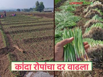 रब्बीच्या कांदा लागवडीसाठी रोपांच्या मागणीत मोठी वाढ; रोपांना मिळतोय कांद्यापेक्षा अधिक भाव - Marathi News | Demand for seedlings for Rabi onion cultivation has increased significantly; seedlings are fetching higher prices than onions | Latest News at Lokmat.com