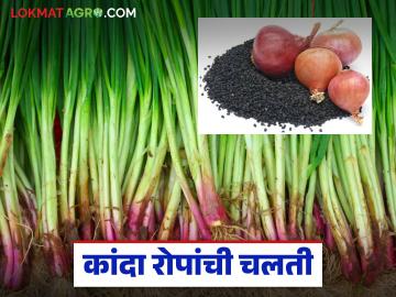कांदा रोपांच्या मागणीत वाढ; दर्जेदार रोपांची टंचाई तर अतिवृष्टीच्या फटक्याची अद्यापही झळ - Marathi News | Demand for onion seedlings increases; shortage of quality seedlings, heavy rains still affecting the area | Latest News at Lokmat.com