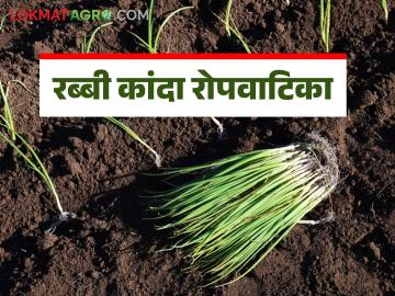 Rabbi Kanda : रब्बी कांदा रोपवाटिका तयार करताना 'हे' विसरू नका, वाचा सविस्तर  - Marathi News | Latest News Rabbi Kanda Don't forget things while preparing Rabbi Kanda nursery, read in detail  | Latest News at Lokmat.com