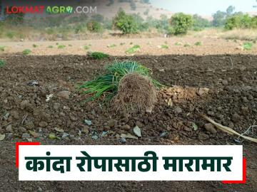 Agriculture News : कांदा रोपासाठी मारामार, कांद्याचे बी, रोपांचा भाव काय? वाचा सविस्तर  - Marathi News | Latest News Agriculture News kanda Rope Rate Onion seeds, plant prices Read in detail | Latest News at Lokmat.com