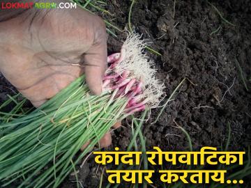 कांदा रोपवाटिका तयार करण्याचं नियोजन करताय वाचा ह्या महत्वाच्या दहा टिप्स - Marathi News | Read these ten important tips for planning an onion nursery | Latest News at Lokmat.com