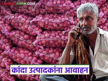 Kanda Market : चाळीची परिस्थिती बघून ठरवा कांदा विकायचा की ठेवायचा, शेतकऱ्यांना आवाहन - Marathi News | Latest news Kanda Market Onion prices likely to increase in few days Appeal to farmers | Latest News at Lokmat.com Kanda Market : चाळीची परिस्थिती बघून ठरवा कांदा विकायचा की ठेवायचा, शेतकऱ्यांना आवाहन - Marathi News | Latest news Kanda Market Onion prices likely to increase in few days Appeal to farmers | Latest News at Lokmat.com