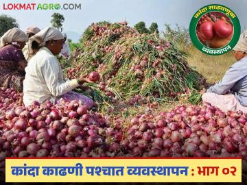 Kanda Sathvanuk : कांदा साठवणूक करतांना 'या' पाच गोष्टी लक्षात ठेवा, म्हणजे कांदा जास्त काळ टिकेल! - Marathi News | Latest News Kanda Sathvanuk What factors affect onion storage Read in detail | Latest News at Lokmat.com Kanda Sathvanuk : कांदा साठवणूक करतांना 'या' पाच गोष्टी लक्षात ठेवा, म्हणजे कांदा जास्त काळ टिकेल! - Marathi News | Latest News Kanda Sathvanuk What factors affect onion storage Read in detail | Latest News at Lokmat.com