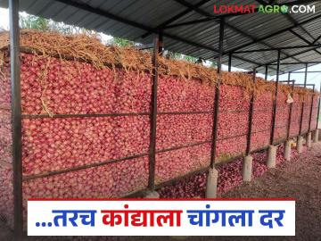 भविष्यात कांद्याला चांगला दर पाहिजे असेल तर साठवणुकीपूर्वी व साठवणुकीत करा हे उपाय - Marathi News | If you want a good price for onions in the future, follow these simple steps before and during storage | Latest News at Lokmat.com भविष्यात कांद्याला चांगला दर पाहिजे असेल तर साठवणुकीपूर्वी व साठवणुकीत करा हे उपाय - Marathi News | If you want a good price for onions in the future, follow these simple steps before and during storage | Latest News at Lokmat.com