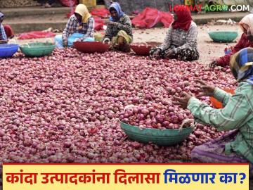 Kanda Bajarabhav : अर्थसंकल्पातून कांदा उत्पादक शेतकऱ्यांना दिलासा मिळणार का? वाचा सविस्तर  - Marathi News | Latest News Kanda Bajarbhav Will onion farmers get relief from maharashtra budget 2025 | Latest News at Lokmat.com