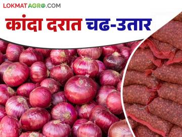 सोलापूर बाजार समितीत आठ दिवसांपूर्वी कांद्याला ३७०० रुपये भाव; वाचा आता काय मिळतोय दर? - Marathi News | Eight days ago, onion was priced at 3700 rupees in Solapur Market Committee; Read what price is being paid now? | Latest News at Lokmat.com