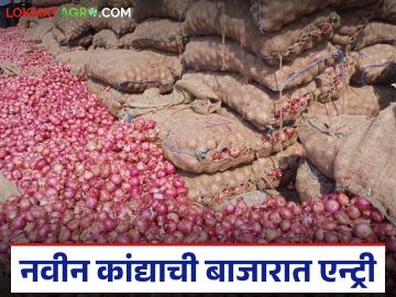 कर्नाटकातून नवीन कांद्याच्या ४५ हजार गोण्यांची सोलापूर बाजारात आवक; वाचा काय मिळतोय दर? - Marathi News | 45,000 bags of fresh onions arrive in Solapur market from Karnataka; Read what is the price being offered? | Latest News at Lokmat.com