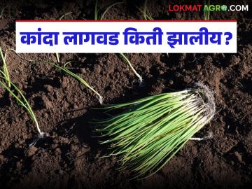 'या' भागात उन्हाळ कांद्याची आतापर्यंत 23 टक्के लागवड, तुमच्याकडे किती झालीय लागवड? - Marathi News | Latest News 23 percent of summer onions have been planted in yeola taluka | Latest News at Lokmat.com