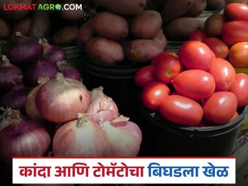 Kanda Tomato Market : कांदा अन् टॉमॅटोने शेतकऱ्यांचे आर्थिक गणित बिघडवलं, वाचा सविस्तर  - Marathi News | Latest News Kanda Market Onion and tomato market down farmers upset, read in detail | Latest News at Lokmat.com