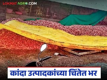 एकतर भाव नाही, दुसरं अवकाळीने नुकसान केलं, मुलीचं लग्न राहून गेलं, कांदा उत्पादक चिंतेत 