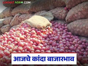 Kanda Market : उन्हाळ कांद्याला लाल कांदा ठरतोय भारी, जिल्हानिहाय काय भाव मिळतोय, वाचा सविस्तर - Marathi News | Latest News Kanda Market Todays 30 december onion prices in maharashtra lal unhal kanda bajarbhav | Latest News at Lokmat.com