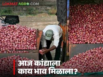 Kanda Market : ऑक्टोबरच्या मध्यावर राज्यातील कांदा मार्केट काय दर मिळतोय, वाचा सविस्तर - Marathi News | Latest news Kanda Market See todays 14 october onion market prices in maharashtra | Latest News at Lokmat.com
