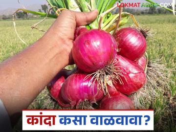 साठवणुकीत कांद्याला मोड येऊ नये म्हणून करा हा सोपा उपाय? वाचा सविस्तर - Marathi News | Follow this simple solution to prevent onions from sprouting during storage? Read in detail | Latest News at Lokmat.com साठवणुकीत कांद्याला मोड येऊ नये म्हणून करा हा सोपा उपाय? वाचा सविस्तर - Marathi News | Follow this simple solution to prevent onions from sprouting during storage? Read in detail | Latest News at Lokmat.com