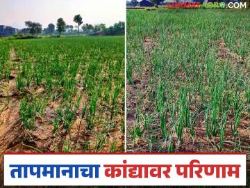 Agriculture News : तापमानामुळे कांदा उत्पादनात 40 टक्के घट येण्याची शक्यता, शेतकरी चिंतेत  - Marathi News | Latest News Agriculture News Temperatures may reduce onion production by 40 percent in nashik district | Latest News at Lokmat.com