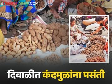 फास्ट फूडच्या जमान्यात कंदमुळांना मोठ्या प्रमाणात मागणी; आरोग्याला कसा होतो फायदा? वाचा सविस्तर - Marathi News | In the era of fast food, there is a huge demand for tubers; How are they beneficial for health? Read in detail | Latest News at Lokmat.com फास्ट फूडच्या जमान्यात कंदमुळांना मोठ्या प्रमाणात मागणी; आरोग्याला कसा होतो फायदा? वाचा सविस्तर - Marathi News | In the era of fast food, there is a huge demand for tubers; How are they beneficial for health? Read in detail | Latest News at Lokmat.com