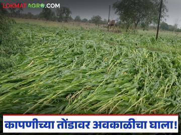 Unseasonal Rain : अवकाळीचा कहर! कापणीच्या तोंडावर गहू-हरभरा उद्ध्वस्त वाचा सविस्तर - Marathi News | latest news Unseasonal Rain: Unseasonal rain wreaks havoc! Wheat and gram destroyed on the eve of harvest Read in detail | Latest News at Lokmat.com