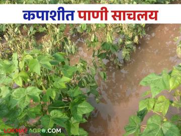 Cotton Crop Management : कपाशी पिकात पाणी साचलय कसे कराल व्यवस्थापन - Marathi News | Cotton Crop Management: How to manage water retention in cotton crop | Latest News at Lokmat.com
