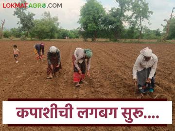 Cotton Sowing : अमरावती जिल्ह्यात कपाशीची पेरणी सुरू; सोयाबीनसाठी अजून पाऊस हवा वाचा सविस्तर - Marathi News | latest news Cotton Sowing: Cotton sowing begins in Amravati district, more rain is needed for soybeans Read in detail | Latest News at Lokmat.com Cotton Sowing : अमरावती जिल्ह्यात कपाशीची पेरणी सुरू; सोयाबीनसाठी अजून पाऊस हवा वाचा सविस्तर - Marathi News | latest news Cotton Sowing: Cotton sowing begins in Amravati district, more rain is needed for soybeans Read in detail | Latest News at Lokmat.com