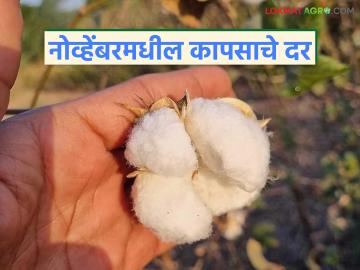 मागील तीन वर्षांतील भाव अन् चालू नोव्हेंबर महिन्यात कापसाचे दर कसे राहतील, वाचा सविस्तर  - Marathi News | Latest News Kapus Market how cotton prices will be in current month of November 2025 | Latest market-yard News at Lokmat.com
